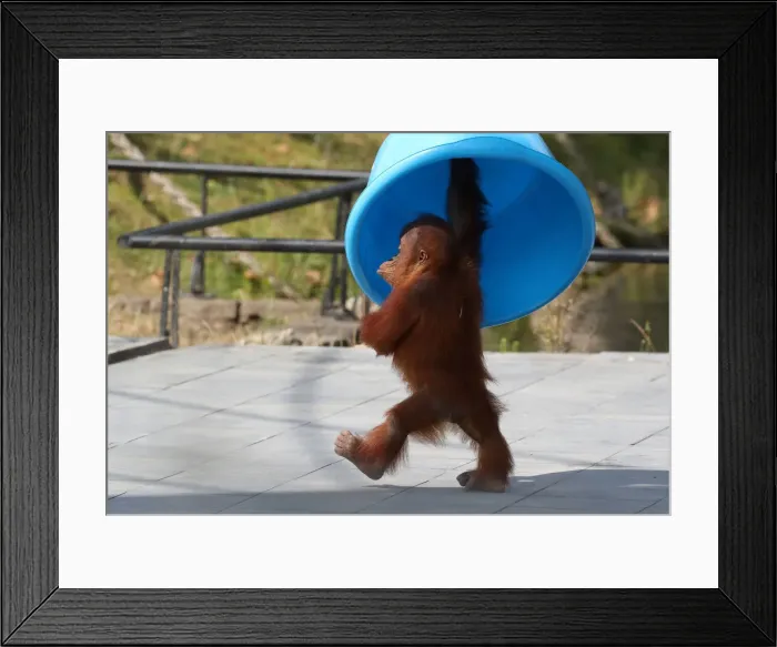 Framed Print : Three-year-old orangutan from Sumatra, Berani, is pictured at the Pairi Daiza wildlife Framed Print : Three-year-old orangutan from Sumatra, Berani, is pictured at the Pairi Daiza wildlife