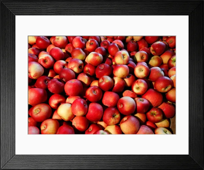 Framed Print : Apples are seen at Partizanskoye plant in Minsk
