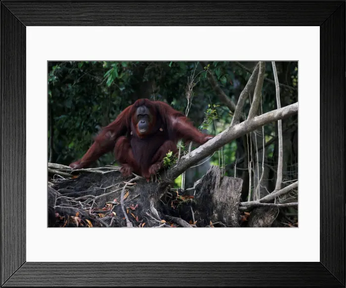 Framed Print : An orangutan is pictured at a pre-release island used by Borneo Orangutan Survival