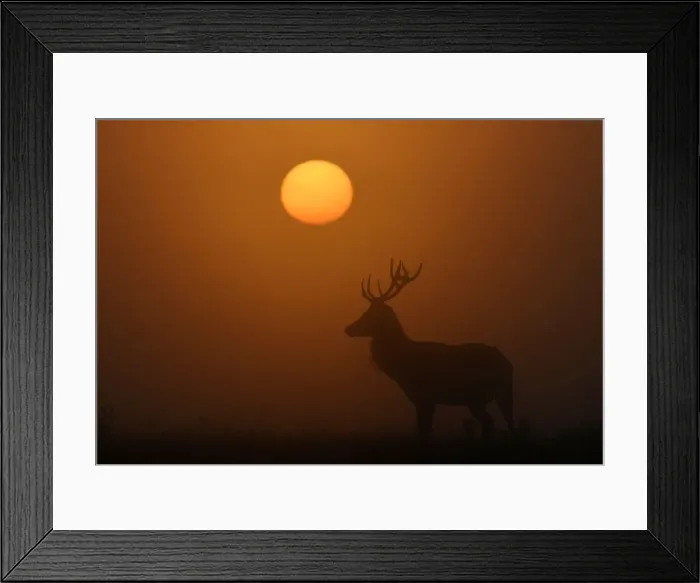 Framed Print : A deer is seen with the sun rising behind at dawn in Richmond Park, west London, Britain Framed Print : A deer is seen with the sun rising behind at dawn in Richmond Park, west London, Britain