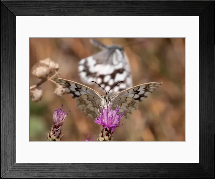 Framed Print : A butterfly is seen on a flower on Mount Hymettus in Athens Framed Print : A butterfly is seen on a flower on Mount Hymettus in Athens