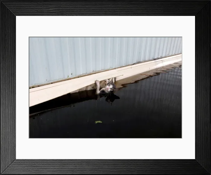 Framed Print : A cat clings to the side of a trailer amidst flood waters before it was saved as Framed Print : A cat clings to the side of a trailer amidst flood waters before it was saved as