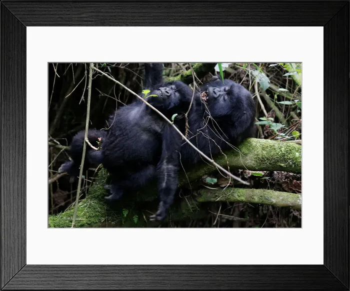 Framed Print : Endangered high mountain gorillas from Sabyinyo family react as they play inside