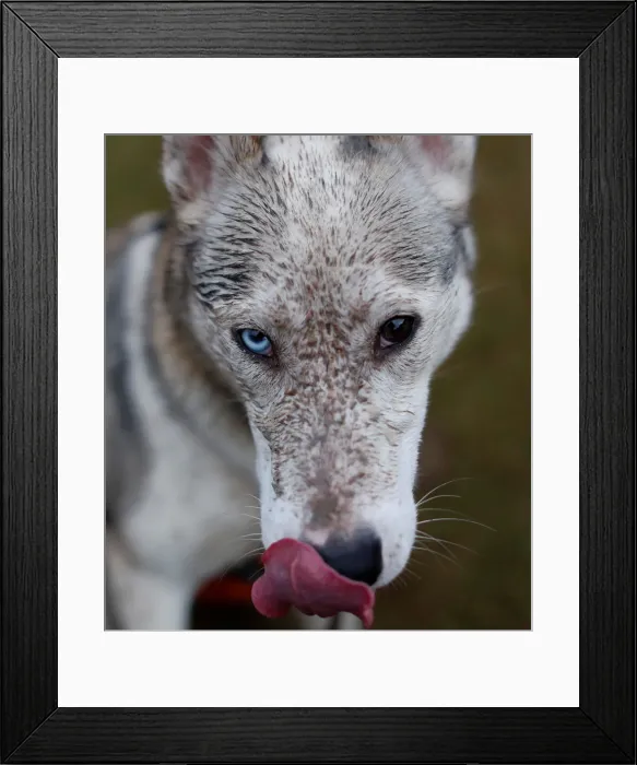 Framed Print : A husky with different coloured eyes is seen at the Aviemore Sled Dog Rally in Aviemore Framed Print : A husky with different coloured eyes is seen at the Aviemore Sled Dog Rally in Aviemore