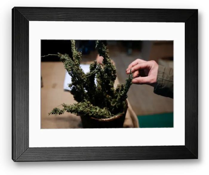 Framed Print : A visitor touches a cannabis bud during the 1st International Cannabis Expo, in Athens Framed Print : A visitor touches a cannabis bud during the 1st International Cannabis Expo, in Athens
