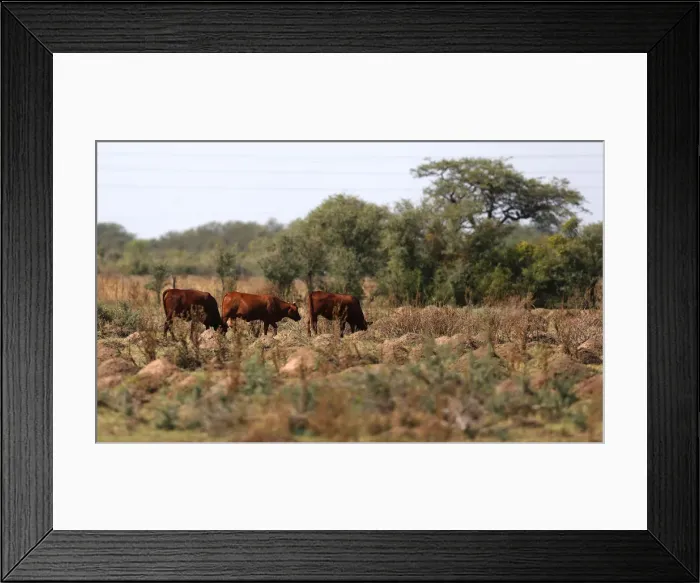 Framed Print : Cows graze in a farm near Ceres Framed Print : Cows graze in a farm near Ceres