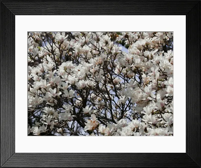Framed Print : Blossoms are seen in a public garden in Vienna Framed Print : Blossoms are seen in a public garden in Vienna