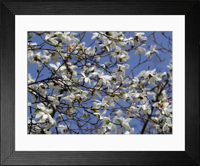 Framed Print : Blossoms are seen in a public garden in Vienna Framed Print : Blossoms are seen in a public garden in Vienna