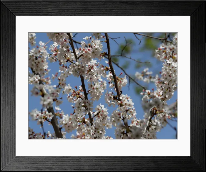 Framed Print : Blossoms are seen in a public garden in Vienna