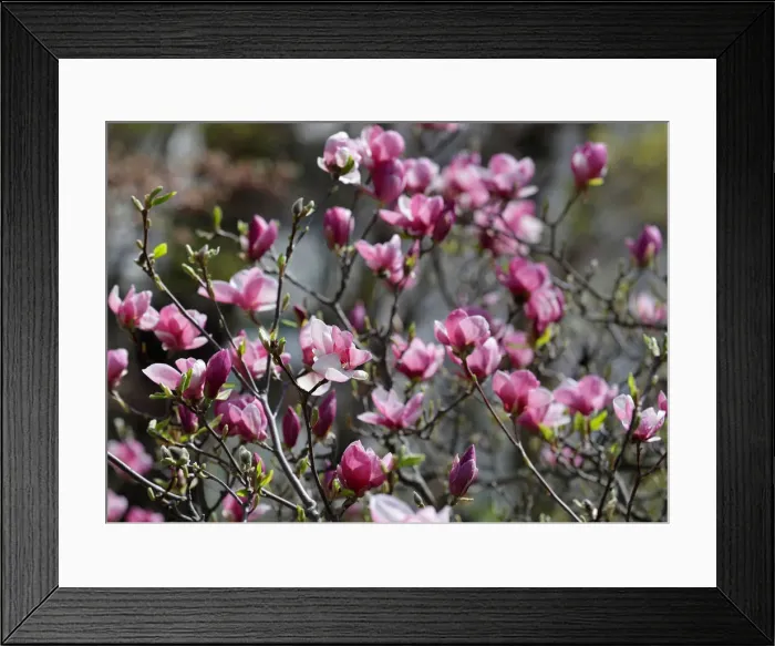 Framed Print : Blossoms are seen in a public garden in Vienna Framed Print : Blossoms are seen in a public garden in Vienna