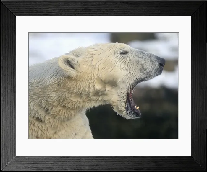 Framed Print : A polar bear gapes at the zoo in the German town of Gelsenkirchen Framed Print : A polar bear gapes at the zoo in the German town of Gelsenkirchen