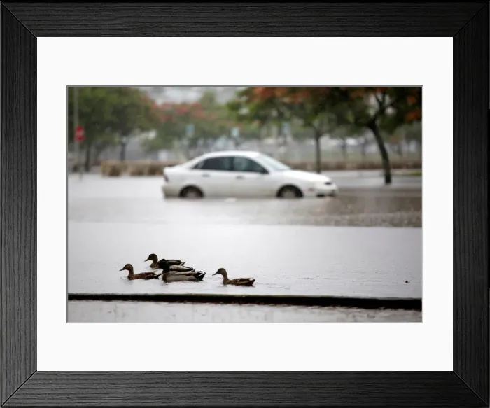 Framed Print : Ducks paddle past a car partially submerged in floodwater from Hurricane Lane in Hilo Framed Print : Ducks paddle past a car partially submerged in floodwater from Hurricane Lane in Hilo