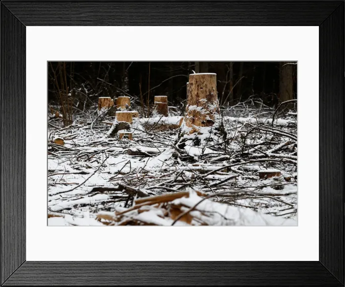 Framed Print : Logged stubs and trees are seen at one of the last primeval forests in Europe