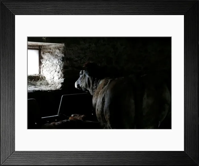 Framed Print : An Aubrac breed bull is pictured in a barn in Curieres Framed Print : An Aubrac breed bull is pictured in a barn in Curieres
