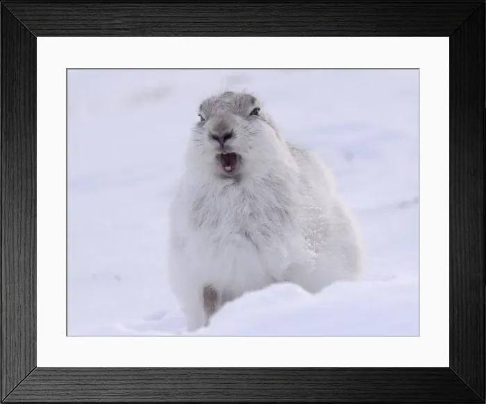 Framed Print : A mountain hare shelters from the snow on the top plateau of a mountain in the Cairngorms Framed Print : A mountain hare shelters from the snow on the top plateau of a mountain in the Cairngorms