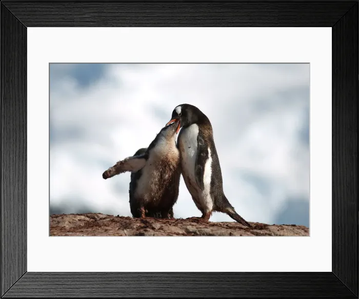 Framed Print : The Wider Image: Journey to Antarctica: seals, penguins and glacial beauty Framed Print : The Wider Image: Journey to Antarctica: seals, penguins and glacial beauty