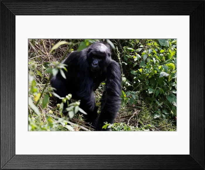 Framed Print : An endangered high mountain gorilla from the Sabyinyo family walks inside the forest Framed Print : An endangered high mountain gorilla from the Sabyinyo family walks inside the forest