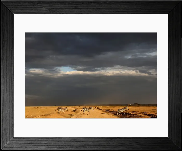 Framed Print : Zebras cross a road just before rain in Amboseli National Park Framed Print : Zebras cross a road just before rain in Amboseli National Park