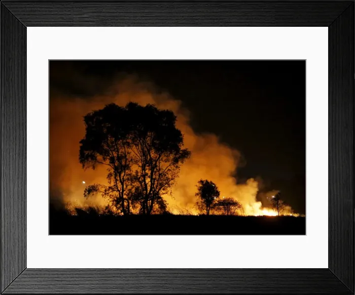 Framed Print : Fire burns near trees in a peatland area on the outskirts of Palembang on Indonesia s Framed Print : Fire burns near trees in a peatland area on the outskirts of Palembang on Indonesia s