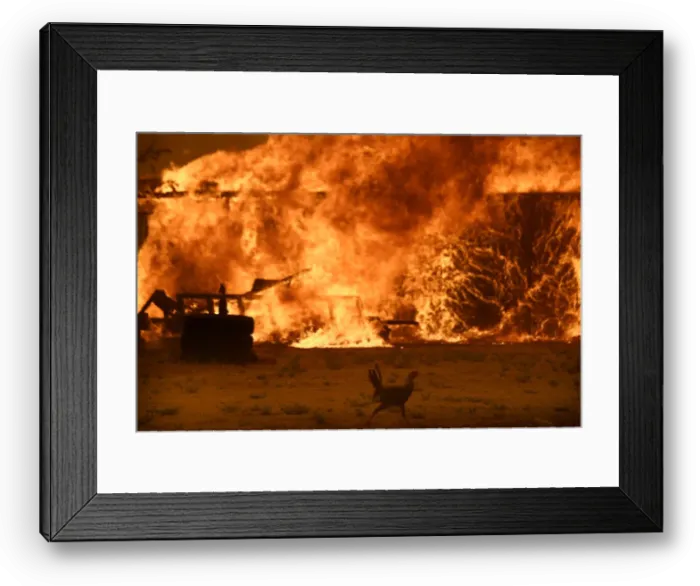 Framed Print : A chicken runs by a chicken coop that burns with animals still inside at the so-called Framed Print : A chicken runs by a chicken coop that burns with animals still inside at the so-called