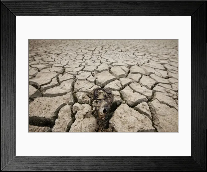 Framed Print : A dead fish is seen at a storing reservoir cracked by prolonged drought in Siheung Framed Print : A dead fish is seen at a storing reservoir cracked by prolonged drought in Siheung