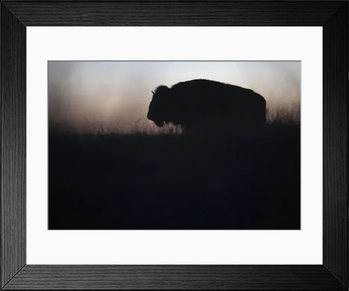 Framed Print : An American bison stands in the grasslands of the Janos Biosphere Reserve in Janos Framed Print : An American bison stands in the grasslands of the Janos Biosphere Reserve in Janos