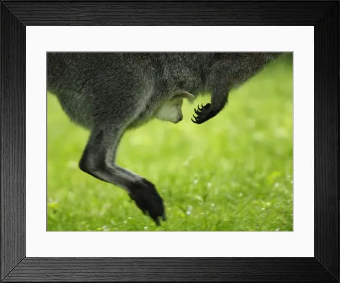 Framed Print : An albino baby Bennetts wallaby is carried by his mother in their enclosure at the zoo Framed Print : An albino baby Bennetts wallaby is carried by his mother in their enclosure at the zoo