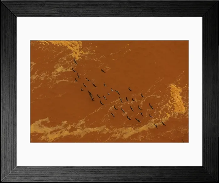 Framed Print : Seagulls fly near the mouth of the Rio Doce, which was flooded with mud after a dam owned Framed Print : Seagulls fly near the mouth of the Rio Doce, which was flooded with mud after a dam owned