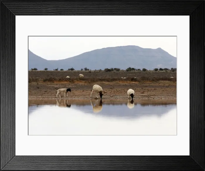 Framed Print : Sheep gather around a watering hole near Aberdeen in the Karoo Framed Print : Sheep gather around a watering hole near Aberdeen in the Karoo