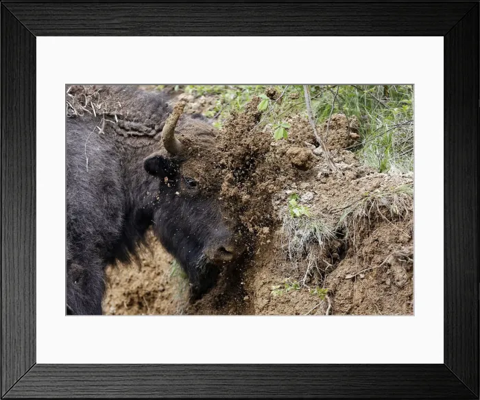 Framed Print : European bison rubs its face in dirt after being relocated to Armenis, Tarcu Mountains Framed Print : European bison rubs its face in dirt after being relocated to Armenis, Tarcu Mountains