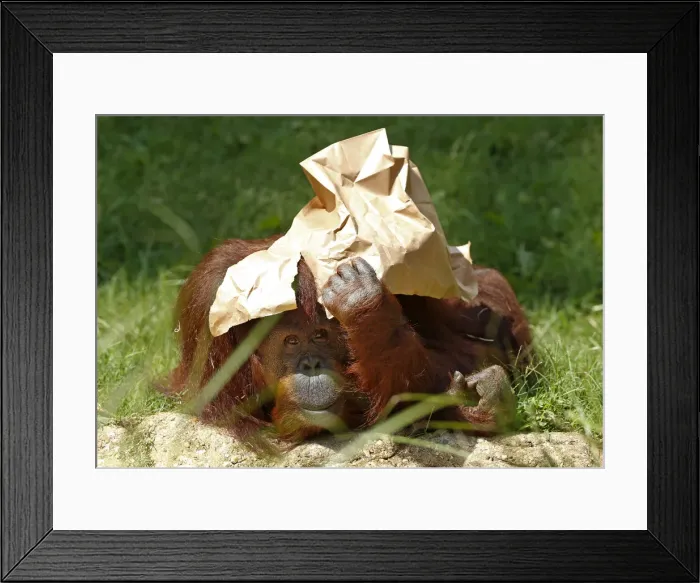 Framed Print : An orangutan shields itself from the sun at the National Zoo in Washington Framed Print : An orangutan shields itself from the sun at the National Zoo in Washington