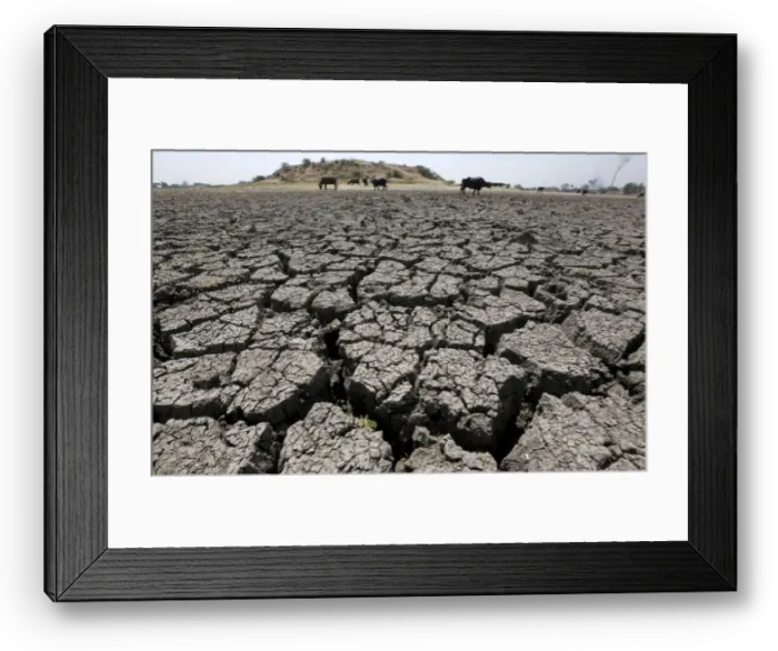 Framed Print : Buffalos graze in dried-up Chandola Lake in Ahmedabad