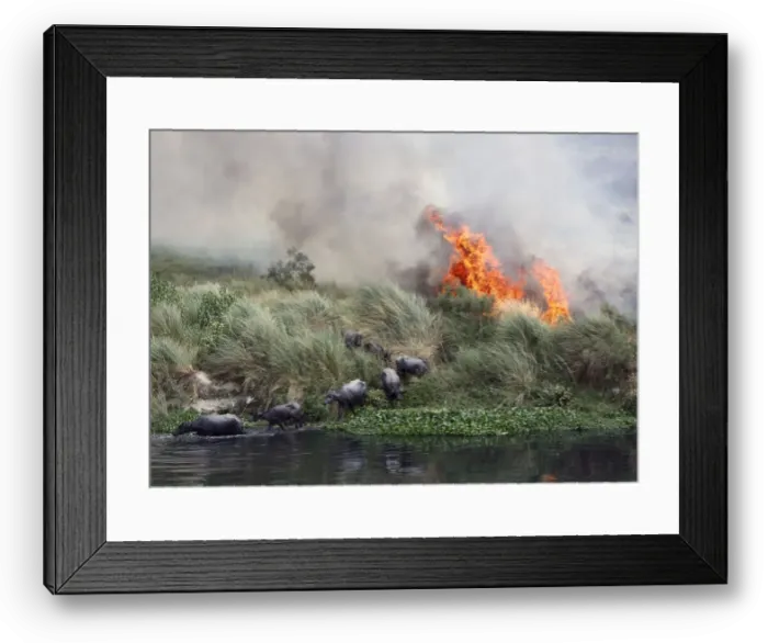 Framed Print : Buffalos escape a fire, which is spreading on a patch of land by the Yamuna river Framed Print : Buffalos escape a fire, which is spreading on a patch of land by the Yamuna river