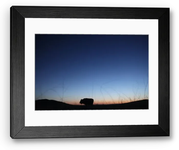 Framed Print : An American bison stands in the grasslands of the Janos Biosphere Reserve in Janos Framed Print : An American bison stands in the grasslands of the Janos Biosphere Reserve in Janos