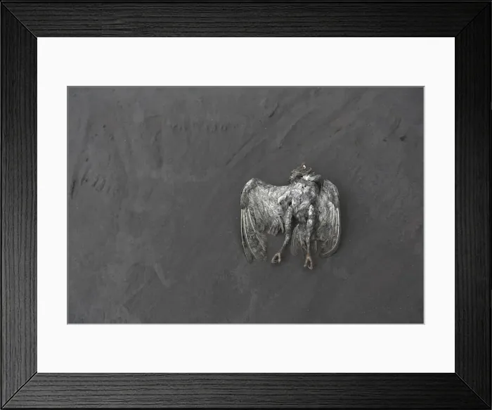 Framed Print : A dead bird lies on the ash-covered ground from a Mount Sinabung eruption at Kuta Rakyat Framed Print : A dead bird lies on the ash-covered ground from a Mount Sinabung eruption at Kuta Rakyat