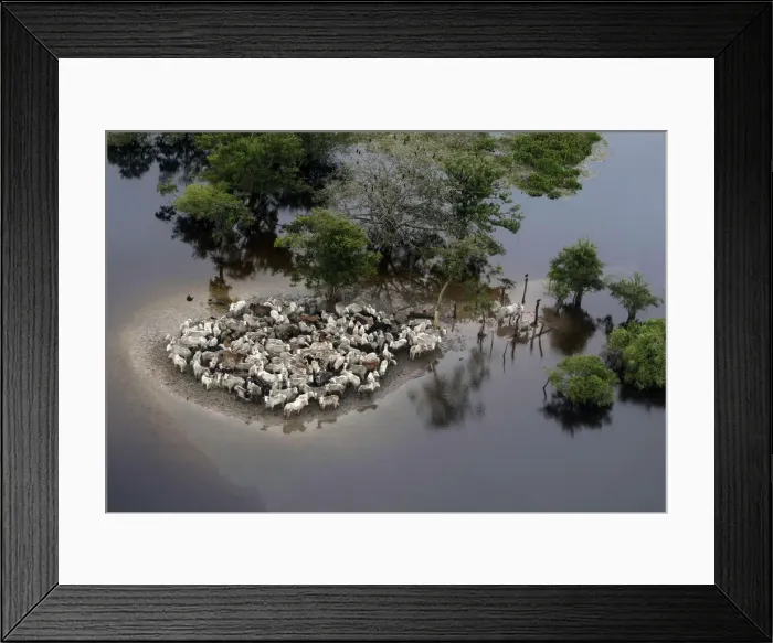 Framed Print : An aerial view shows stranded cattle in the flooded region of Ballivian province in Framed Print : An aerial view shows stranded cattle in the flooded region of Ballivian province in