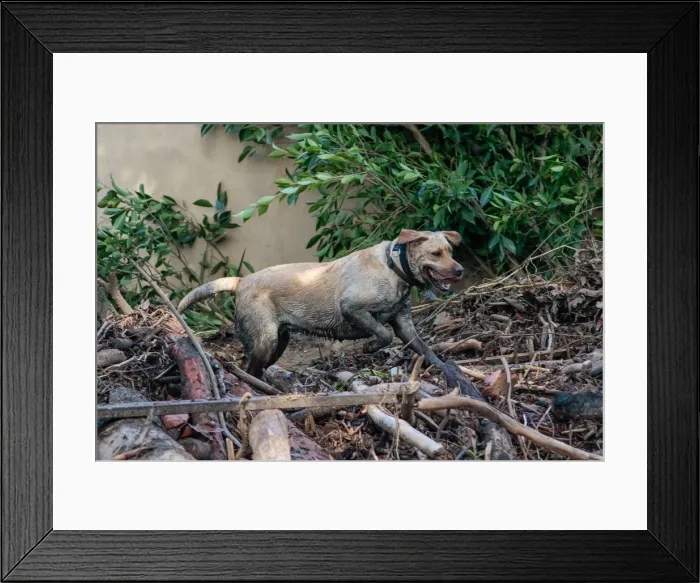 Framed Print : A search and rescue dog is guided through properties after a mudslide in Montecito Framed Print : A search and rescue dog is guided through properties after a mudslide in Montecito