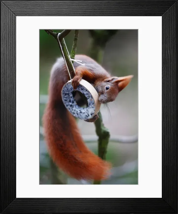 Framed Print : A red squirrel takes bird food at a tree in Berlin Framed Print : A red squirrel takes bird food at a tree in Berlin
