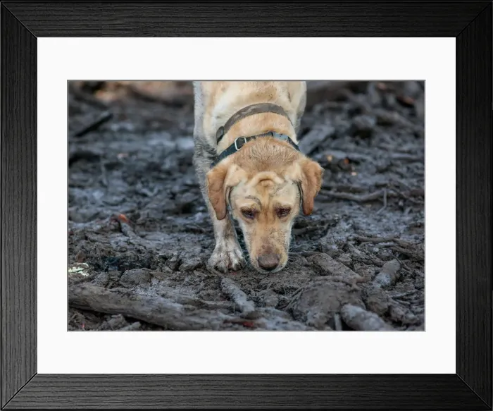 Framed Print : A search and rescue dog is guided through properties after a mudslide in Montecito Framed Print : A search and rescue dog is guided through properties after a mudslide in Montecito