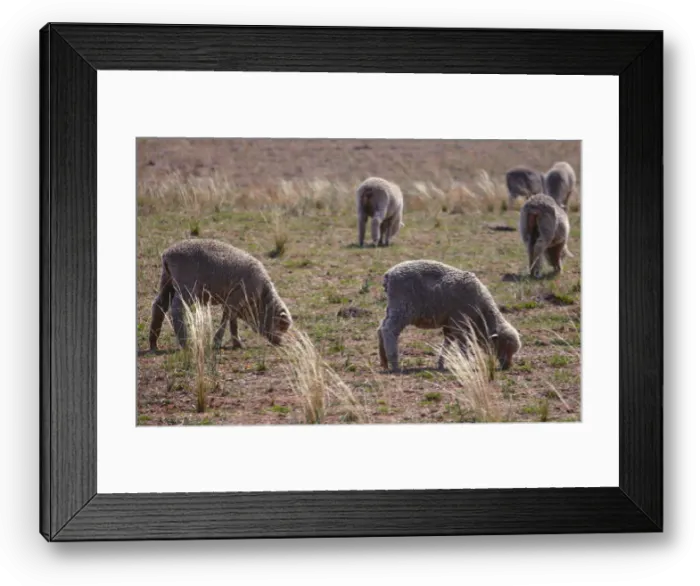 Framed Print : Sheep ready for shearing stand in a paddock located on a property near the central New Framed Print : Sheep ready for shearing stand in a paddock located on a property near the central New