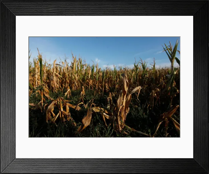 Framed Print : Corn plants are seen in a drought-affected farm near Chivilcoy Framed Print : Corn plants are seen in a drought-affected farm near Chivilcoy