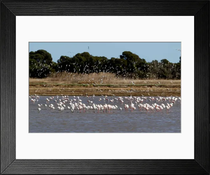Framed Print : Flamingos search for food at the Albufera Natural Park in Valencia Framed Print : Flamingos search for food at the Albufera Natural Park in Valencia