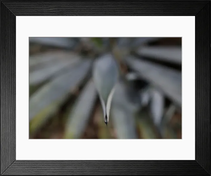 Framed Print : Blue agave is pictured in Tequila, Jalisco Framed Print : Blue agave is pictured in Tequila, Jalisco
