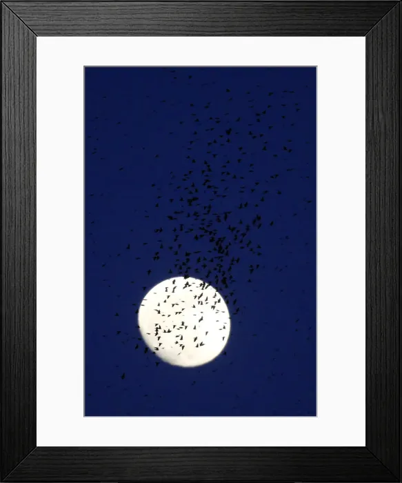 Framed Print : A flock of starlings fills the dusk sky over Rome Framed Print : A flock of starlings fills the dusk sky over Rome
