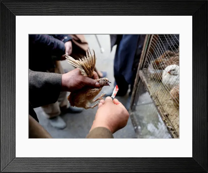 Framed Print : The Wider Image: Wings of joy: Kabuls bird market Framed Print : The Wider Image: Wings of joy: Kabuls bird market
