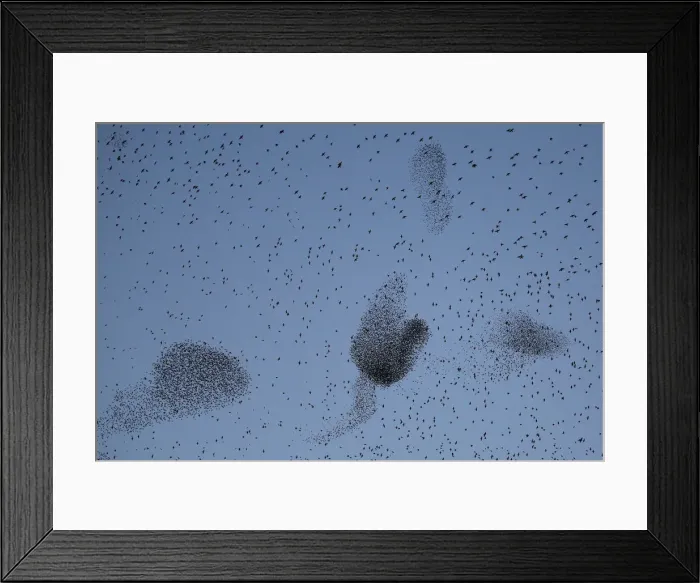 Framed Print : A flock of starlings fills the dusk sky over Rome Framed Print : A flock of starlings fills the dusk sky over Rome