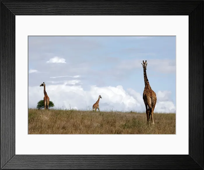 Framed Print : Giraffes are seen at the Nairobi National Park, near Nairobi