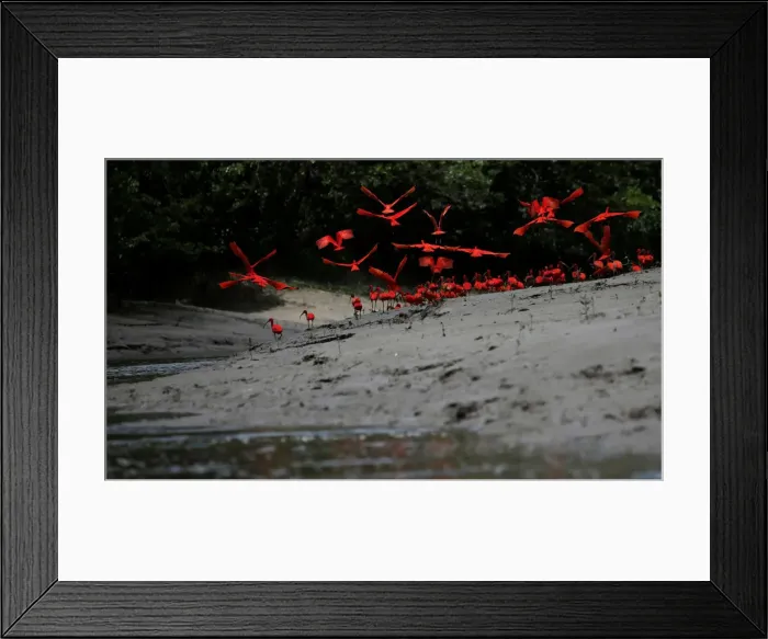 Framed Print : The Wider Image: Brazils new oil frontier threatens Amazon reef Framed Print : The Wider Image: Brazils new oil frontier threatens Amazon reef