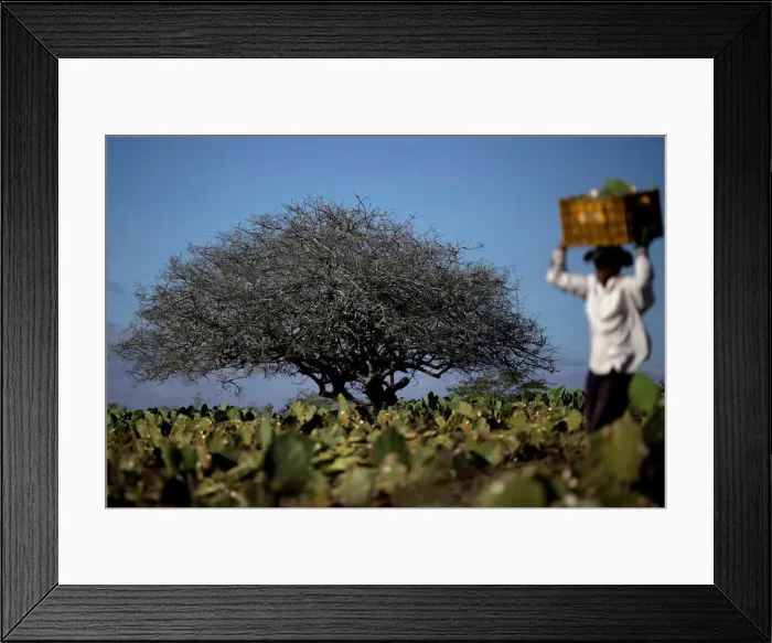 Framed Print : The Wider Image: Brazils race to save drought-hit city Framed Print : The Wider Image: Brazils race to save drought-hit city