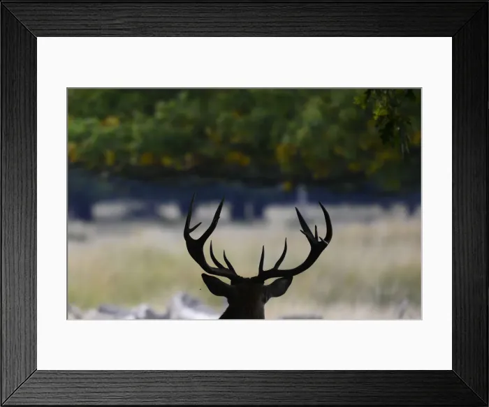Framed Print : A stag takes shade under a tree during autumn in Richmond Park, London Framed Print : A stag takes shade under a tree during autumn in Richmond Park, London